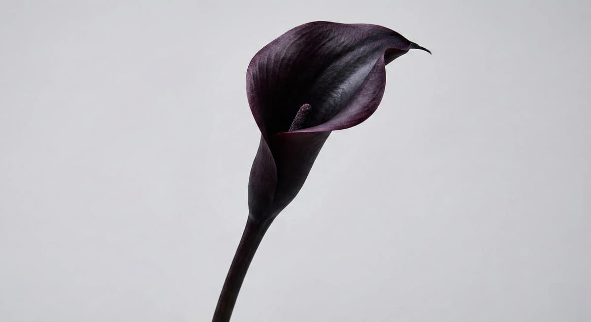 Black Calla Lily