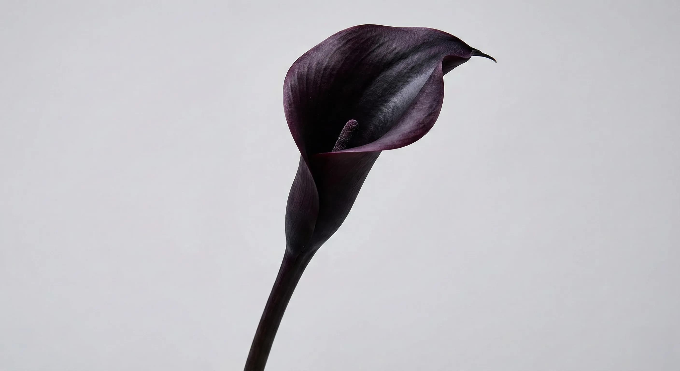 Black Calla Lily