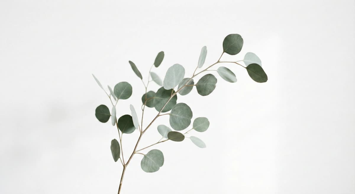 Eucalyptus Branch