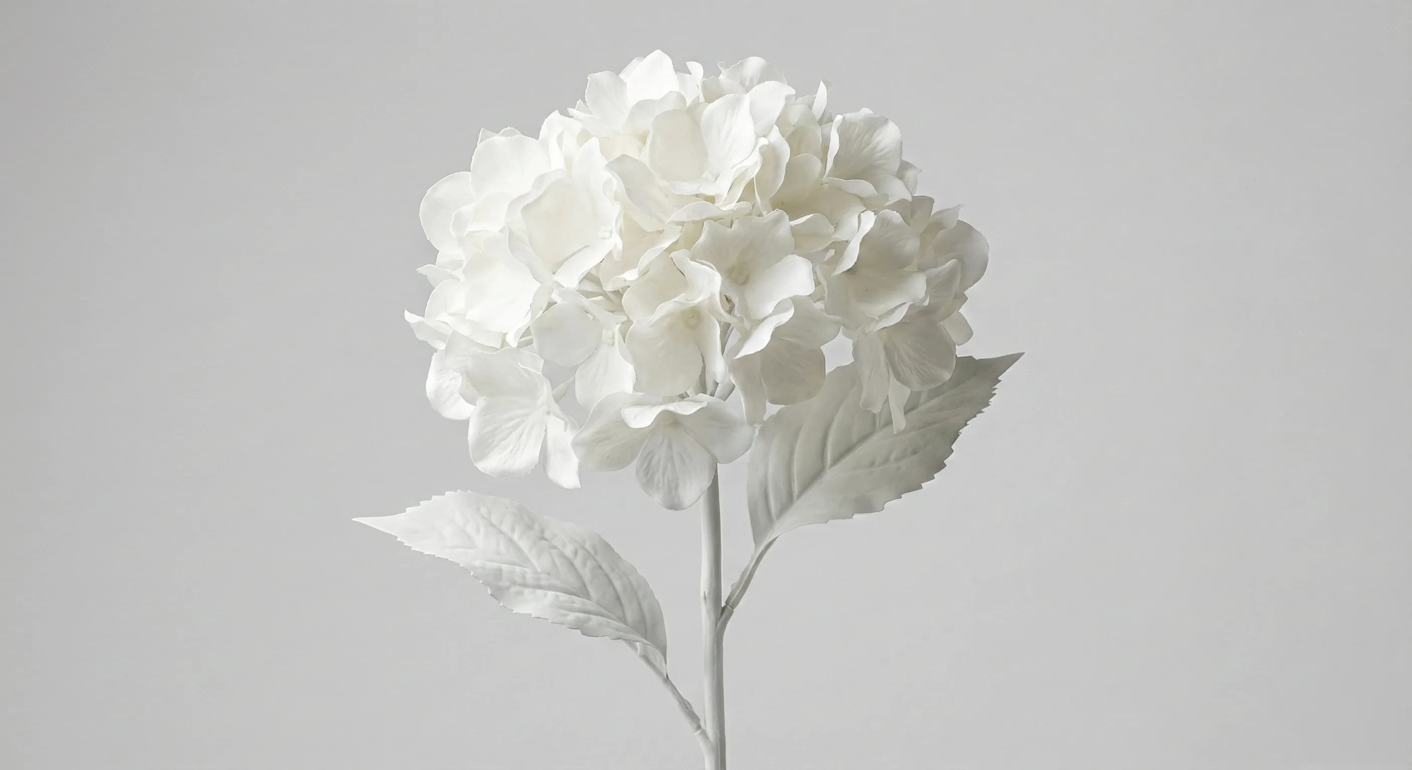 White Hydrangea Stem